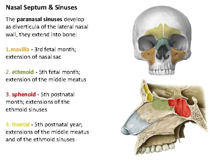 Nasal Septum & Sinuses The paranasal sinuses develop as diverticula of the lateral nasal