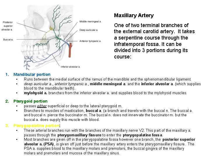 Maxillary Artery One of two terminal branches of the external carotid artery. It takes