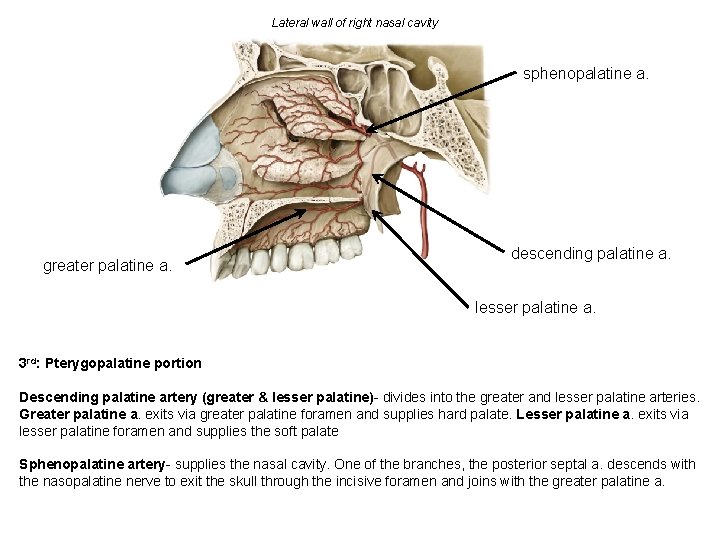 Lateral wall of right nasal cavity sphenopalatine a. greater palatine a. descending palatine a.