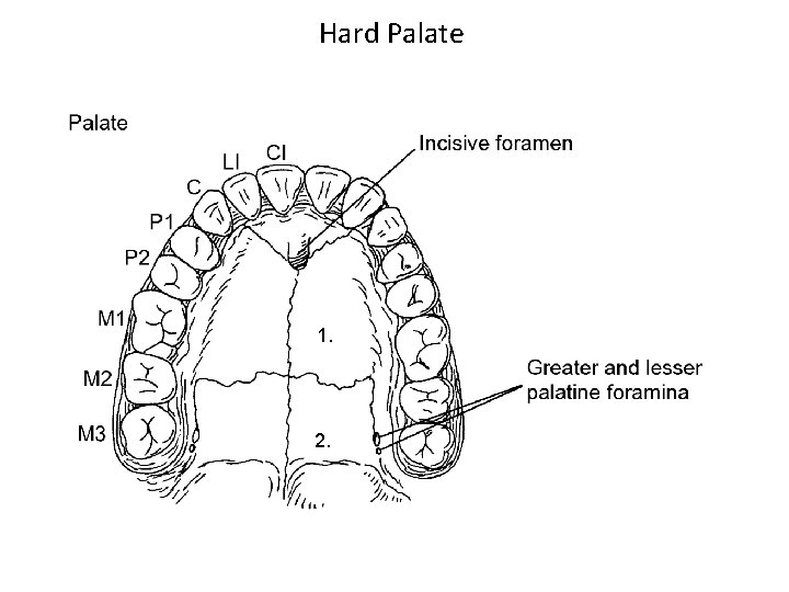 Hard Palate 1. 2. 