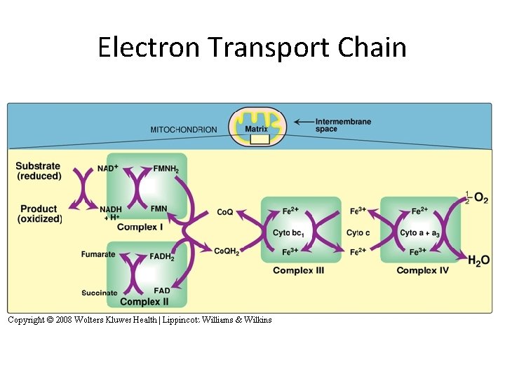 Electron Transport Chain 