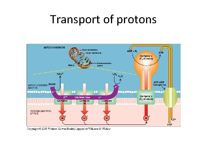 Transport of protons 