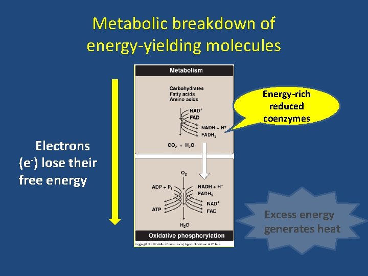 Metabolic breakdown of energy-yielding molecules Energy-rich reduced coenzymes Electrons (e-) lose their free energy