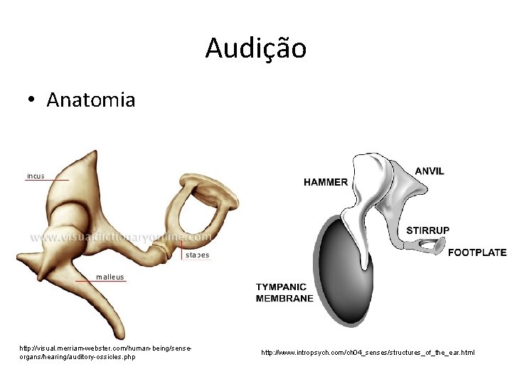 Audição • Anatomia http: //visual. merriam-webster. com/human-being/senseorgans/hearing/auditory-ossicles. php http: //www. intropsych. com/ch 04_senses/structures_of_the_ear. html