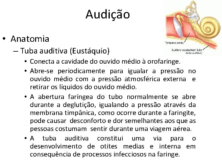 Audição • Anatomia – Tuba auditiva (Eustáquio) • Conecta a cavidade do ouvido médio