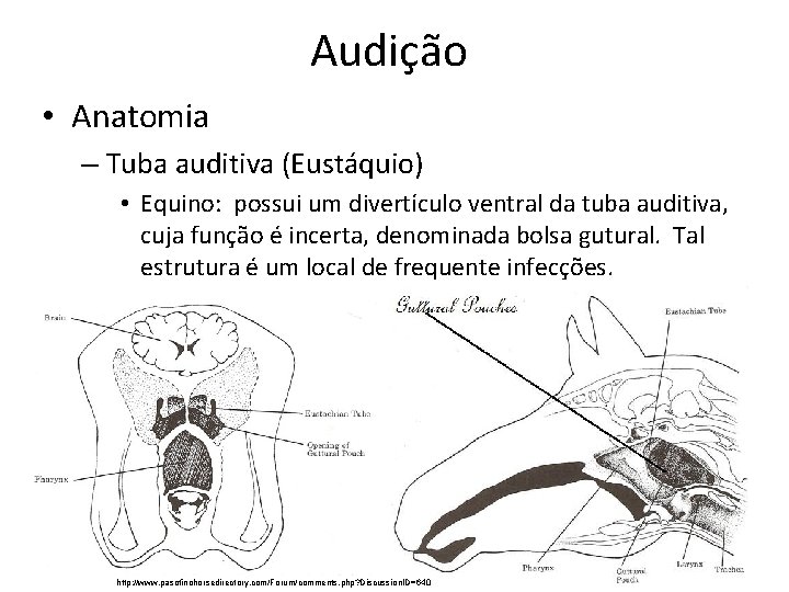 Audição • Anatomia – Tuba auditiva (Eustáquio) • Equino: possui um divertículo ventral da