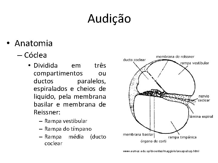 Audição • Anatomia – Cóclea • Dividida em três compartimentos ou ductos paralelos, espiralados