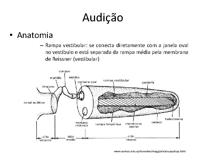 Audição • Anatomia – Rampa vestibular: se conecta diretamente com a janela oval no