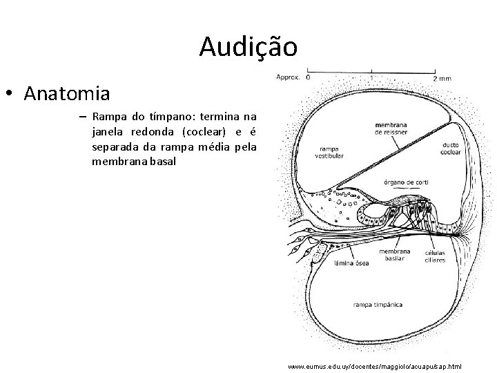 Audição • Anatomia – Rampa do tímpano: termina na janela redonda (coclear) e é