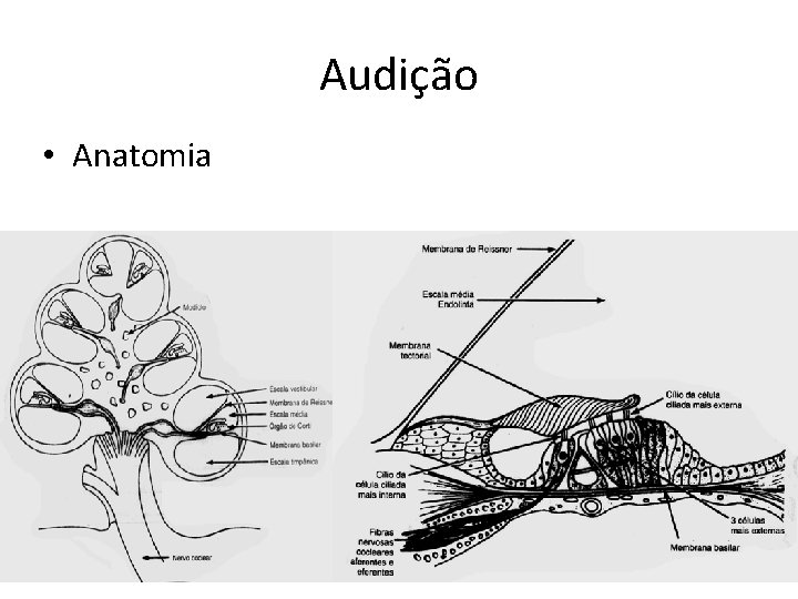 Audição • Anatomia 