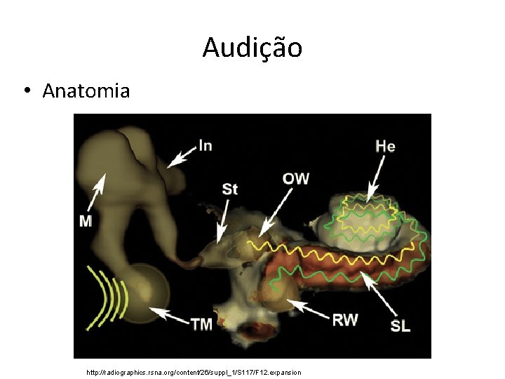 Audição • Anatomia http: //radiographics. rsna. org/content/26/suppl_1/S 117/F 12. expansion 