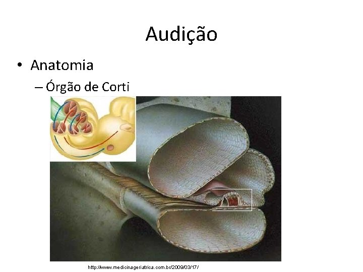 Audição • Anatomia – Órgão de Corti http: //www. medicinageriatrica. com. br/2009/03/17/ 