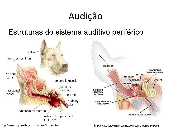 Audição Estruturas do sistema auditivo periférico http: //www. dog-health-handbook. com/dog-ear. html http: //www. adiestradorcanino.