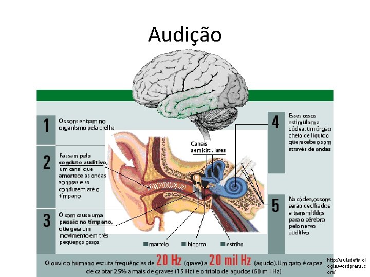 Audição http: //auladefisiol ogia. wordpress. c om/ 