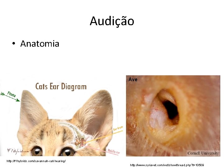 Audição • Anatomia Ave http: //f 1 hybrids. com/savannah-cat-hearing/ http: //www. syriavet. com/vet/showthread. php?