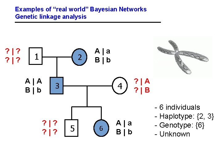 Examples of “real world” Bayesian Networks Genetic linkage analysis ? |? 1 A|A B|b