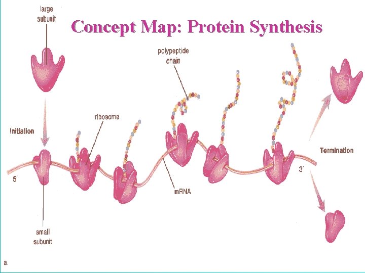 10 9/30/2020 Concept Map: Protein Synthesis 