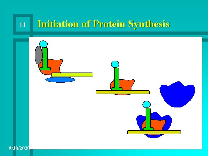 11 9/30/2020 Initiation of Protein Synthesis 
