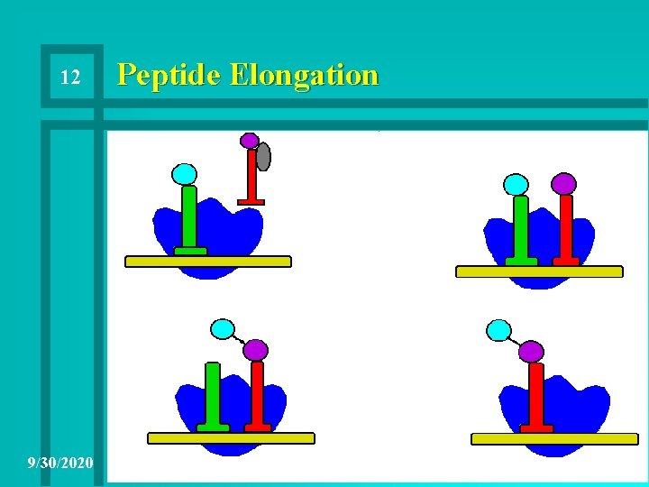 12 9/30/2020 Peptide Elongation 