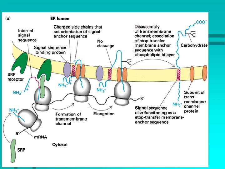 16 9/30/2020 Transmembrane Sequences 