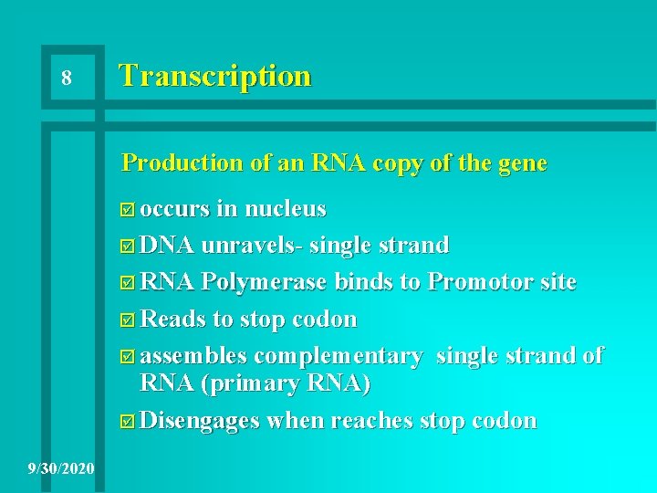 8 Transcription Production of an RNA copy of the gene þ occurs in nucleus