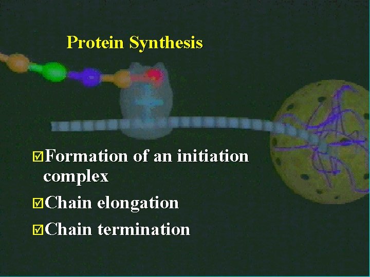 9 Protein Synthesis þFormation of an initiation complex þChain elongation þChain termination 9/30/2020 