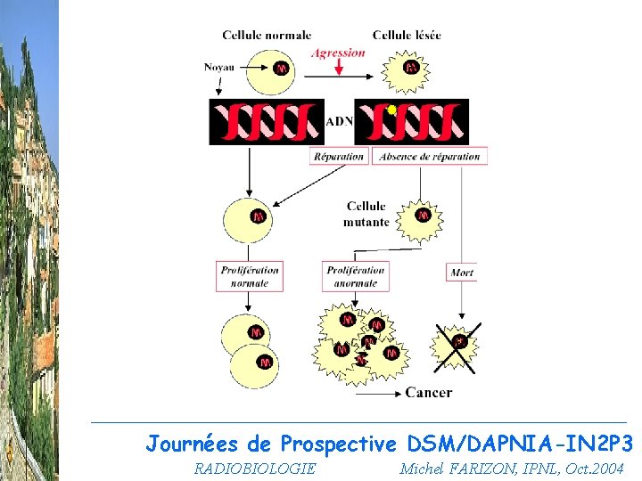 Journées de Prospective DSM/DAPNIA-IN 2 P 3 RADIOBIOLOGIE Michel FARIZON, IPNL, Oct. 2004 