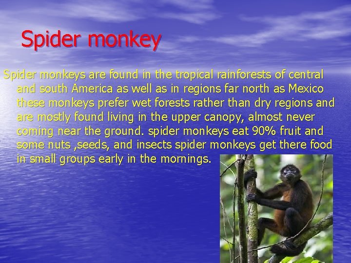 Spider monkeys are found in the tropical rainforests of central and south America as
