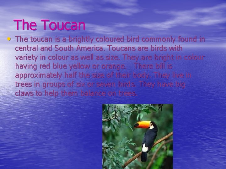 The Toucan • The toucan is a brightly coloured bird commonly found in central
