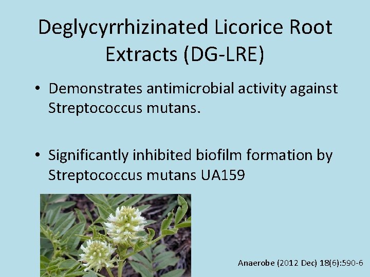 Deglycyrrhizinated Licorice Root Extracts (DG-LRE) • Demonstrates antimicrobial activity against Streptococcus mutans. • Significantly