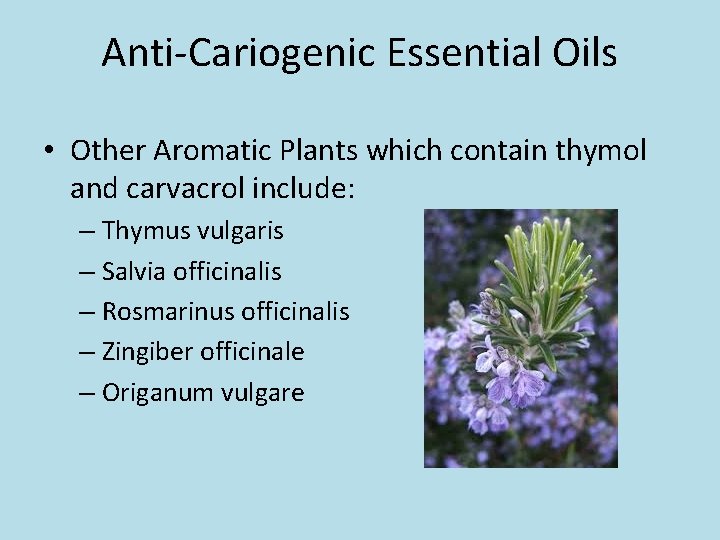 Anti-Cariogenic Essential Oils • Other Aromatic Plants which contain thymol and carvacrol include: –