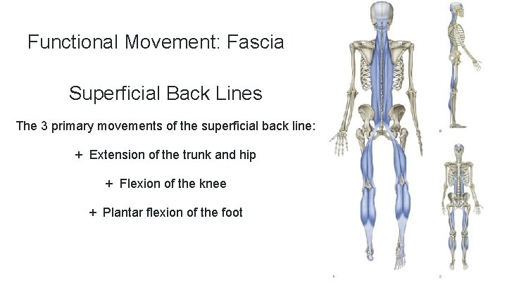 Functional Movement: Fascia Superficial Back Lines The 3 primary movements of the superficial back