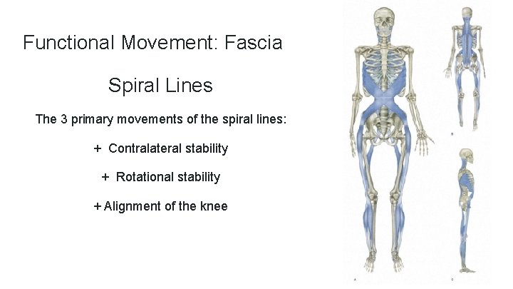 Functional Movement: Fascia Spiral Lines The 3 primary movements of the spiral lines: +