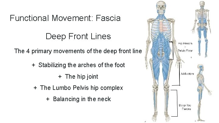 Functional Movement: Fascia Deep Front Lines The 4 primary movements of the deep front