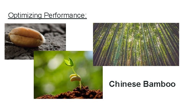 Optimizing Performance: Chinese Bamboo 