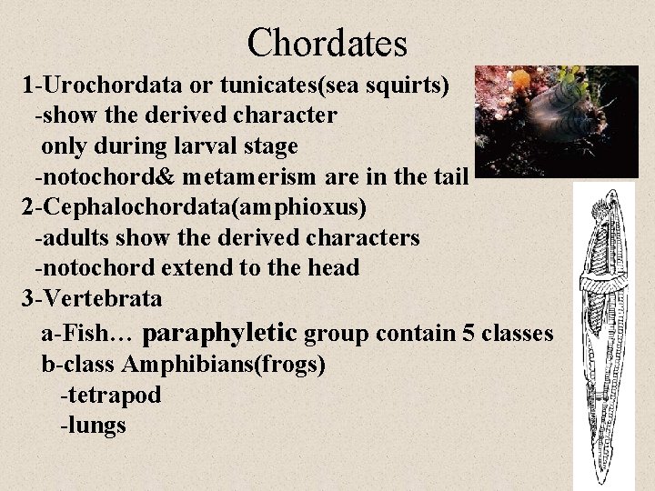 Chordates 1 -Urochordata or tunicates(sea squirts) -show the derived character only during larval stage