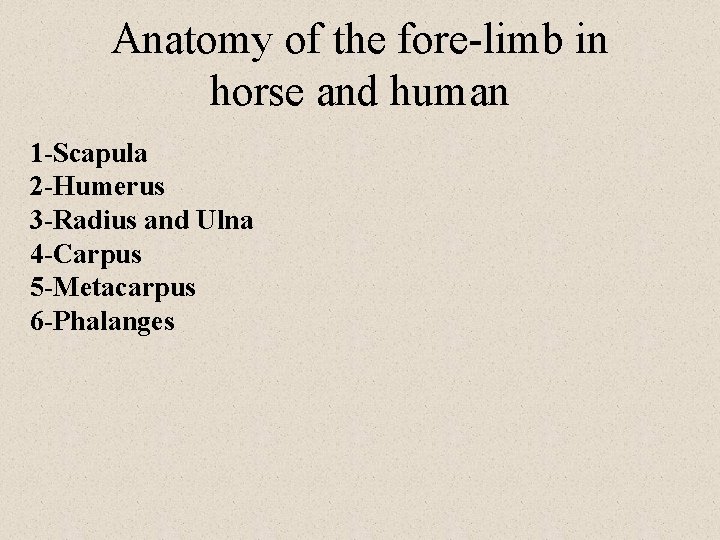 Anatomy of the fore-limb in horse and human 1 -Scapula 2 -Humerus 3 -Radius