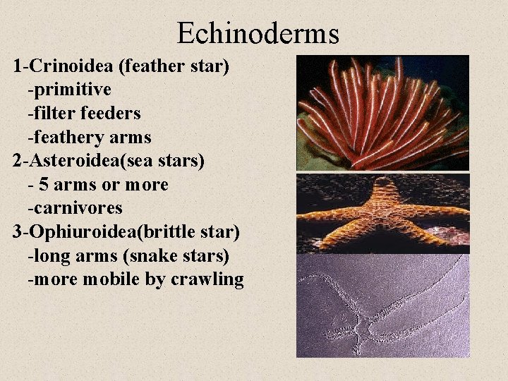 Echinoderms 1 -Crinoidea (feather star) -primitive -filter feeders -feathery arms 2 -Asteroidea(sea stars) -