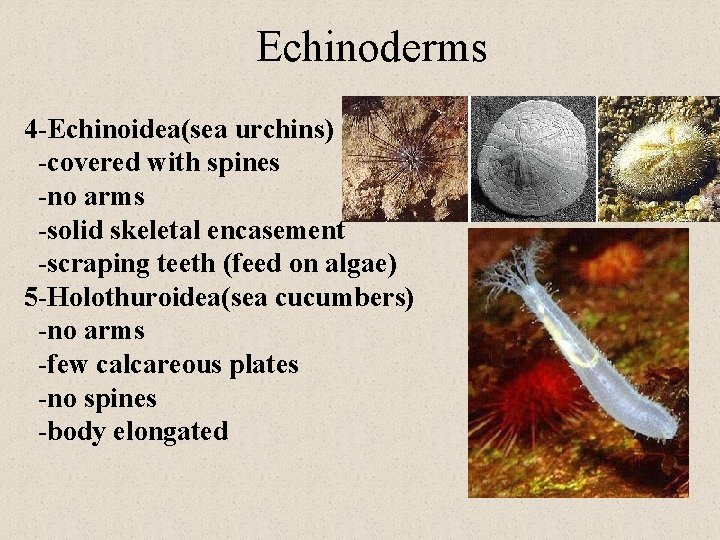 Echinoderms 4 -Echinoidea(sea urchins) -covered with spines -no arms -solid skeletal encasement -scraping teeth