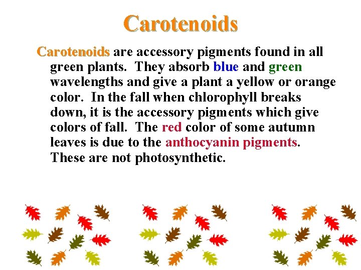 Carotenoids are accessory pigments found in all green plants. They absorb blue and green