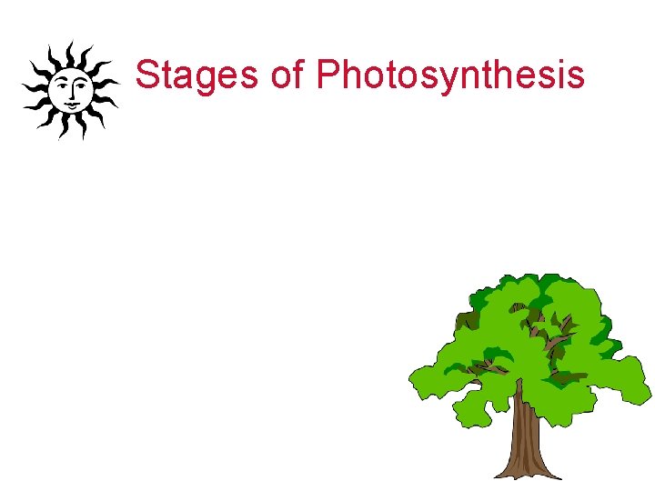 Stages of Photosynthesis 