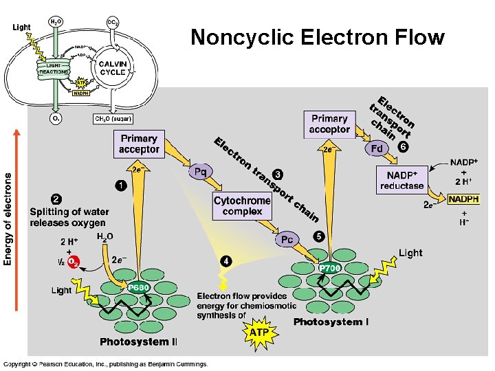 Noncyclic Electron Flow 