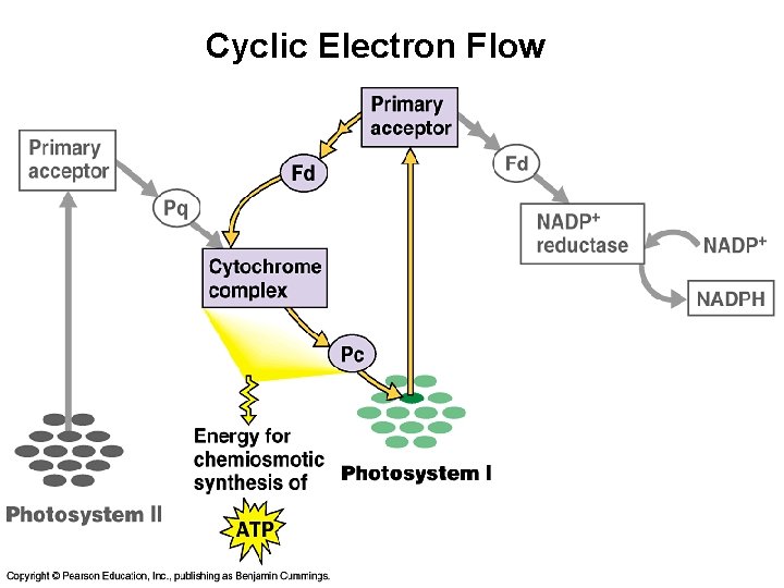 Cyclic Electron Flow 