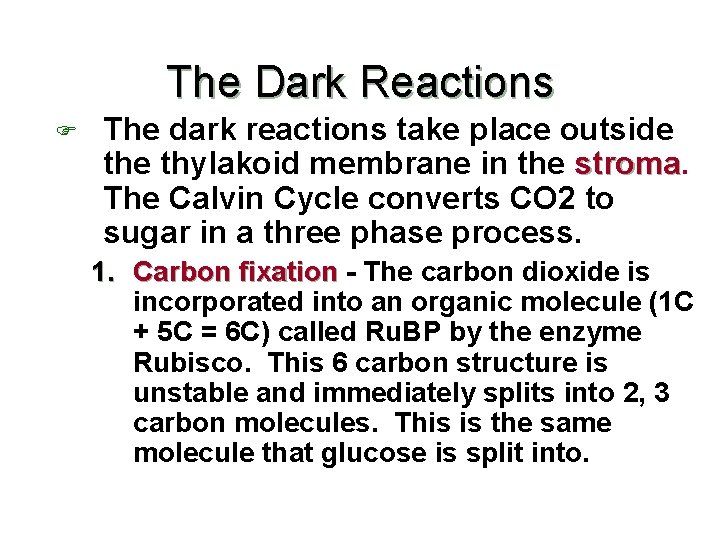 The Dark Reactions F The dark reactions take place outside thylakoid membrane in the