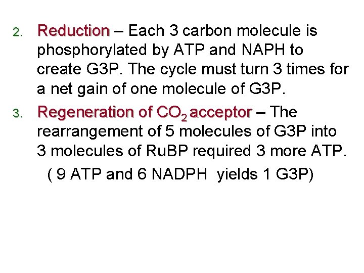 2. 3. Reduction – Each 3 carbon molecule is phosphorylated by ATP and NAPH