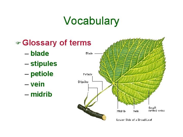 Vocabulary F Glossary – blade – stipules – petiole – vein – midrib of