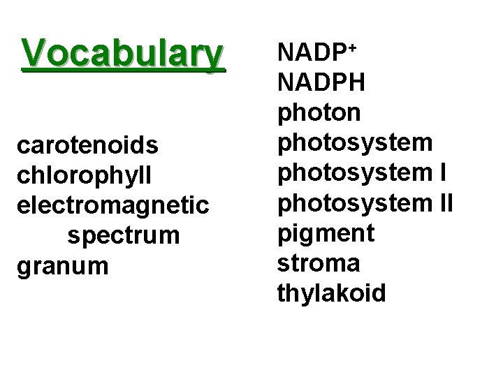 Vocabulary carotenoids chlorophyll electromagnetic spectrum granum NADP+ NADPH photon photosystem II pigment stroma thylakoid