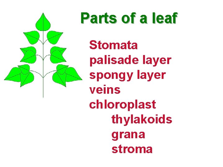 Parts of a leaf Stomata palisade layer spongy layer veins chloroplast thylakoids grana stroma