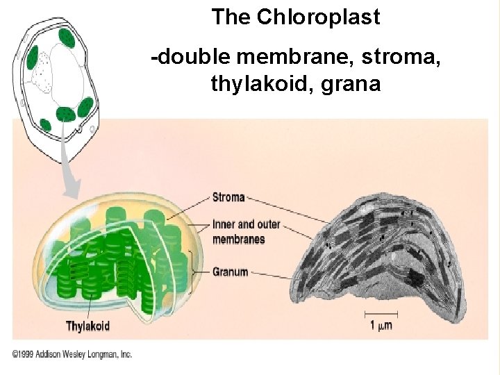 The Chloroplast -double membrane, stroma, thylakoid, grana 