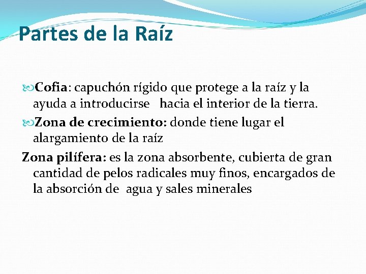 Partes de la Raíz Cofia: capuchón rígido que protege a la raíz y la